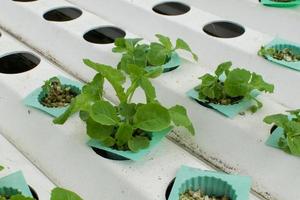 cultivo de hidroponia vegetal na fazenda foto