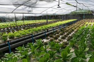 vegetais hidropônicos crescendo em estufa foto