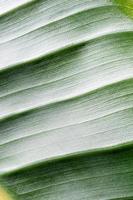 textura de folha verde com linhas, fundo natural foto