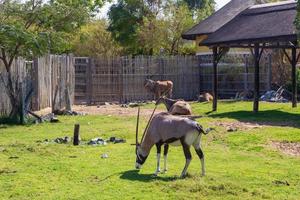 gemsbuck no zoológico foto