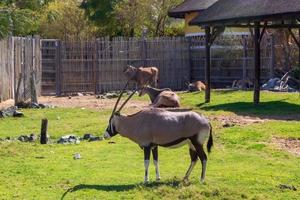 gemsbuck no zoológico foto