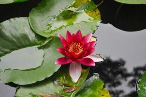 flor de nenúfar nenúfar na lagoa de água foto