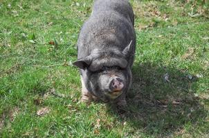 grande porco preto aka devon ou cornwall raça negra de pi doméstico foto