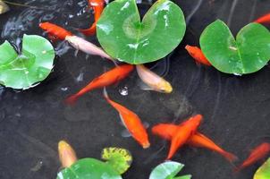 peixinho vermelho em uma tigela ou lagoa de água foto