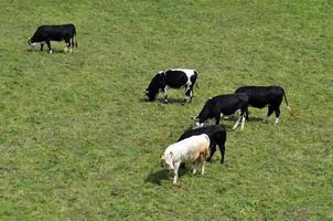 animais de gado ou vaca em uma fazenda