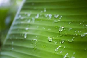 pingos de chuva em folhas de bananeira verde refrescante fundo foto