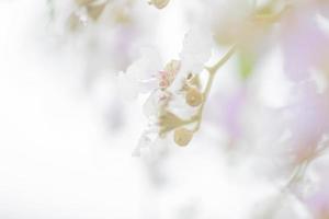 paisagem de primavera com delicadas flores de jasmim. flores brancas foto