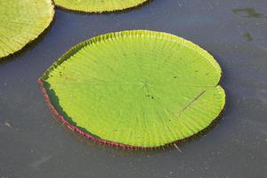 folha de lótus victoria é a maior flor de lótus que flutua na superfície da água. foto