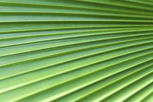 textura de folha de palmeira de açúcar, abstrato foto