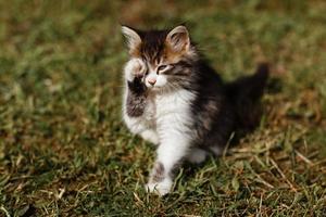 pequeno gatinho cinza e branco bonito caminha com cuidado na grama verde. adorável animal de estimação é lavado ao ar livre no verão foto