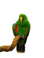 arara papagaio verde segurando ramo foto