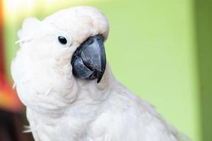 foco seletivo em cacatuas brancas com fundo desfocado foto