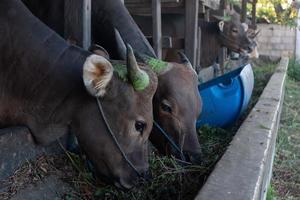 as vacas da fazenda são alimentadas com capim e serão sacrificadas no feriado muçulmano de eid al-adha para levar sua carne e leite de vaca. foto