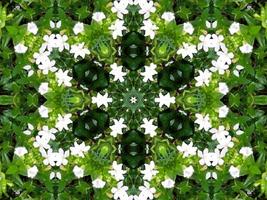 abstrato na cor verde. caleidoscópio de folhas verdes. foto