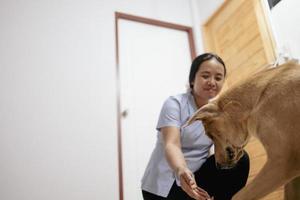 cachorro brinca alegremente com dono asiático dentro de casa. foto