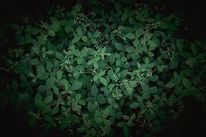 árvores de cobertura de solo verde frescas e bonitas, fundo de tema de natureza foto