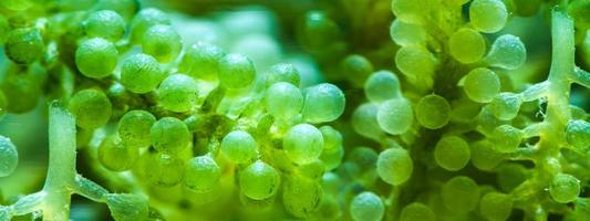 fundo de textura abstrata de alga em super macro tiro, closeup de algas verdes na água e mostrando padrão de educação de plantas marinhas aquáticas, biologia e microbiologia no conceito de laboratório foto