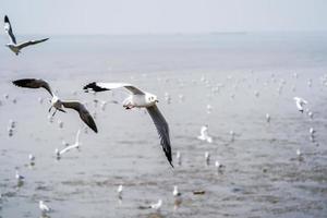 os pássaros de gaivota na praia e floresta de mangue no país da tailândia. foto