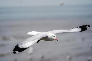 os pássaros de gaivota na praia e floresta de mangue no país da tailândia. foto