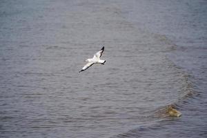 os pássaros de gaivota na praia e floresta de mangue no país da tailândia. foto