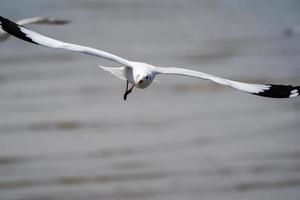 os pássaros de gaivota na praia e floresta de mangue no país da tailândia. foto