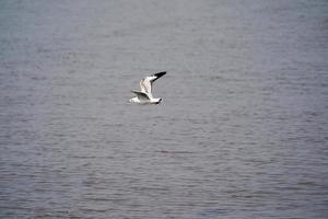 os pássaros de gaivota na praia e floresta de mangue no país da tailândia. foto