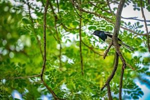 pássaro preto com linha branca em sua asa se agarra a um galho de árvore, fundo verde. foto