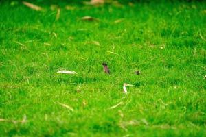 Tailândia pequeno pássaro pardal marrom no graden e no parque. foto