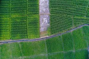 fazenda de milho topview com pequeno canal no meio foto