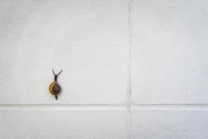 pequeno caracol preto e marrom está subindo em uma parede branca. foto