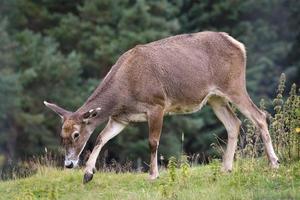 veado de Thorold ou veado de lábios brancos foto