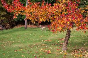 folhas de acer palmatum em cores de outono foto