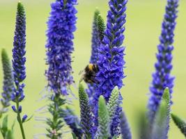 abelha coletando néctar das flores azuis do anão do ulster veronica spicata foto