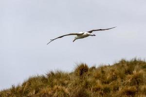 albatroz real do norte foto