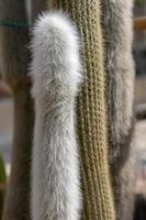 Silver woolly cleistocactus straussii heese backeb foto