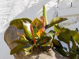 seringueira brotando novamente em casares foto