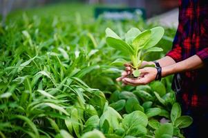 mão e salada verde, conceito vegetal saudável de vegetais não tóxicos foto