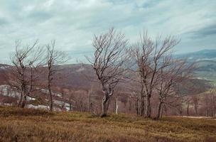 paisagem da grande floresta misteriosa na primavera em dia nublado foto