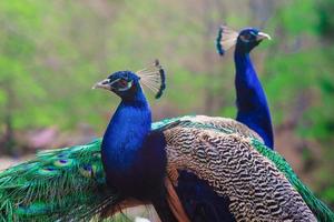 pavão de pássaros azuis e verdes elegantes no fundo da natureza foto