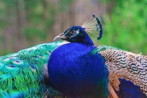 pavão de pássaros azuis e verdes elegantes no fundo da natureza foto