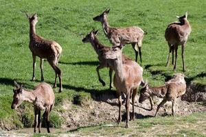 rebanho de veados vermelhos em um campo por uma vala de drenagem foto