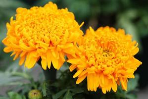 calêndulas cor de ouro, tagetes erecta, calêndula mexicana foto