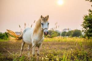 o cavalo branco no jardim durante o amanhecer.
