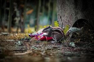 esquilo comendo comida no parque foto