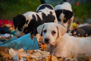 imagens fofas de cachorros de rua indianos foto