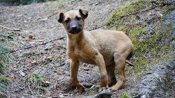 imagem de um cachorro assistindo câmera pobre com fome foto