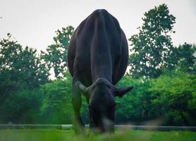 vaca comendo grama no parque imagem foto