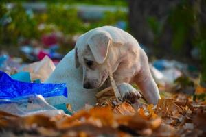 imagens fofas de cachorros de rua indianos foto