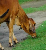 imagem de vaca indiana que está com fome foto