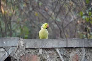 papagaio verde bonito sente-se na parede foto